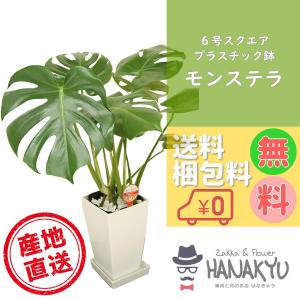 人気の観葉植物 おしゃれ モンステラ プレゼント ６号 スクエアプラスチック鉢 誕生日 新築祝 ギフト 自分用 インテリア 風水 受け皿付き 高さ約60cm