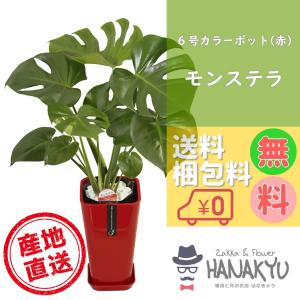 人気の観葉植物 おしゃれ モンステラ プレゼント ６号 カラーポット 赤 お手軽価格 誕生日 新築祝 ギフト 自分用 インテリア 風水 受け皿付き 高さ約70cm