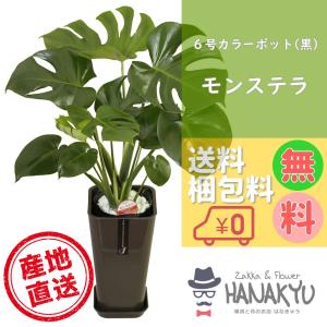 人気の観葉植物 おしゃれ モンステラ プレゼント ６号 カラーポット 黒 お手軽価格 誕生日 新築祝 ギフト 自分用 インテリア 風水 受け皿付き 高さ約70cm Hanakyu Mn Mons06 010 Zakka Flower Hanakyu 通販 Yahoo ショッピング
