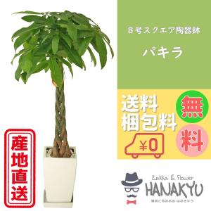 観葉植物 パキラ 7号角高陶器鉢 高さ約100cm pach07-0045 大型 開店