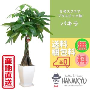 観葉植物 おしゃれ 人気 種類 開店祝い 新築祝...の商品画像