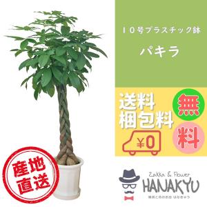 NO.431岩戸獅子 : 万年青・庄おもと園 - 通販 - Yahoo!ショッピング
