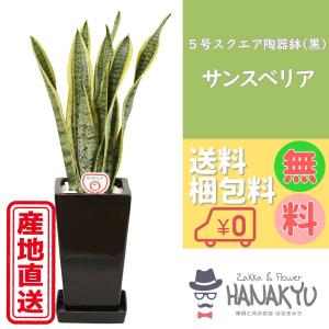 人気の観葉植物 おしゃれ サンスベリア プレゼント ５号 スクエア陶器鉢 黒 ギフト 誕生日 自分用 インテリア 風水 マイナスイオン 高さ約65cm