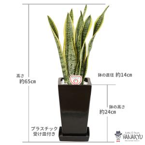 観葉植物 おしゃれ 人気 サンスベリア プレゼ...の詳細画像1