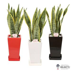 観葉植物 おしゃれ 人気 サンスベリア プレゼ...の詳細画像2