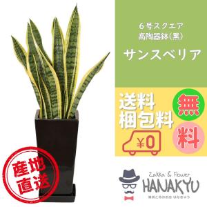 人気の観葉植物 おしゃれ サンスベリア プレゼント ６号 スクエア高陶器鉢 黒 ギフト 誕生日 新築祝 開店祝 自分用 インテリア 風水 マイナスイオン 高さ約70cm