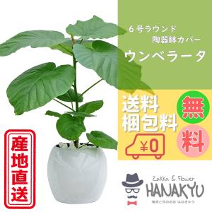 観葉植物 ハートの葉っぱの商品一覧 通販 Yahoo ショッピング
