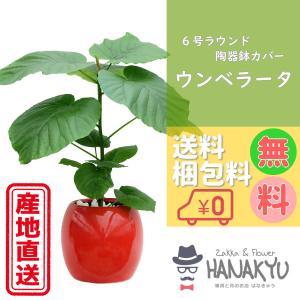 観葉植物 ハートの葉っぱの商品一覧 通販 Yahoo ショッピング
