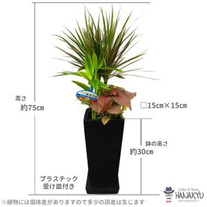 観葉植物 おしゃれ 人気 種類 開店祝い 新築...の詳細画像1