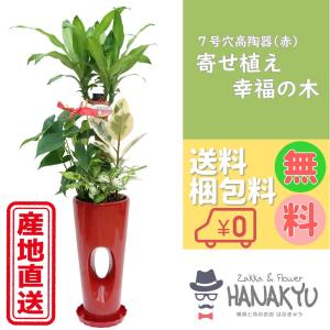 人気の観葉植物 おしゃれ 幸福の木 寄せ植え ７号 穴あき高陶器鉢 赤 お手頃価格 ギフトにピッタリ 受け皿付き 高さ約105cm｜hanakyu