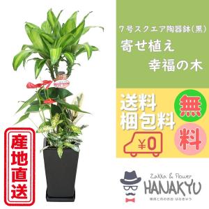 観葉植物　大きなモンステラ　高さ91cm　6.5号の鉢と受け皿付き 観葉植物＞モンステラ(高さ約60～80cm・巾約40cm、陶器鉢・受け皿付