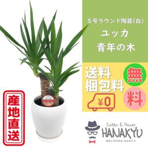 観葉植物 寄せ植え(ユッカ)7号角陶器鉢|(白黒) 高さ約1m kan-yosey-07