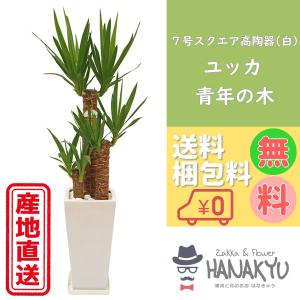 送料無料 観葉植物 おしゃれ 人気 ユッカ/青年の木 ７号 スクエア高陶器鉢 白 ギフトにもピッタリ 受け皿付き 高さ約110cm