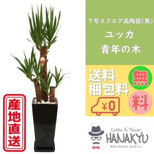 送料無料 観葉植物 おしゃれ 人気 ユッカ/青年の木 ７号 スクエア高陶器鉢 黒 ギフトにもピッタリ 受け皿付き 高さ約110cm