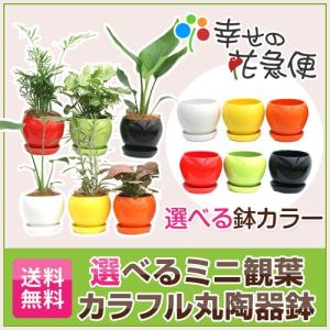 選べる観葉植物2点Cセット 人気 新築祝い : 観葉植物の生産直売 幸せの