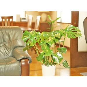 観葉植物 モンステラ7号陶器鉢ロング 人気 開店祝いの詳細画像2