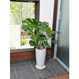 観葉植物 モンステラ7号陶器鉢ロング 人気 開店祝いの詳細画像4