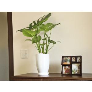 観葉植物 モンステラ6号鉢 人気 ランキングの詳細画像2
