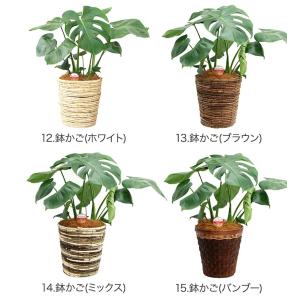 観葉植物 モンステラ6号鉢 人気 ランキングの詳細画像5