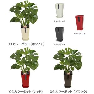 観葉植物 モンステラ6号鉢 人気 ランキングの詳細画像5