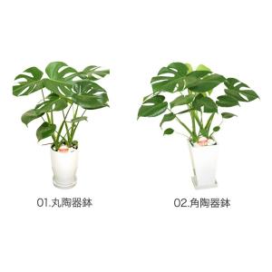観葉植物 モンステラ6号鉢 人気 ランキングの詳細画像4