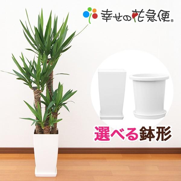 観葉植物 ユッカ(青年の木)8号プラスチック鉢 開店祝い インテリア 人気