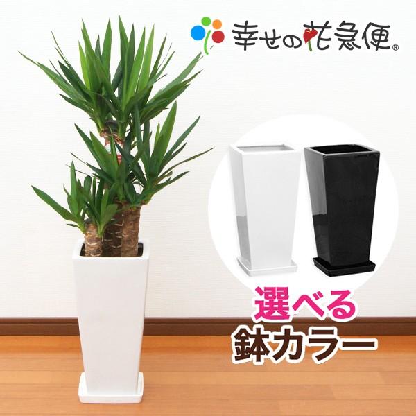 観葉植物 ユッカ(青年の木)7号角高陶器鉢(白黒) 開店祝い インテリア 人気