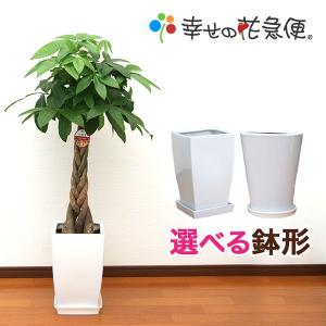 観葉植物 アレカヤシ 7号高陶器-角鉢(白黒) 新築祝い 人気 : 観葉植物