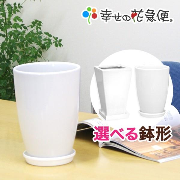 6号陶器鉢(白) A038 A033【用土別売】送料無料 観葉植物 植木鉢 植え替え