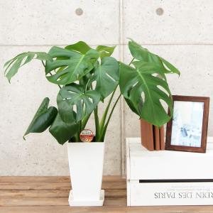 観葉植物 モンステラ6号プラスチック鉢 人気 ...の詳細画像1