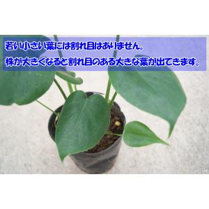 観葉植物 モンステラ6号プラスチック鉢 人気 ...の詳細画像4