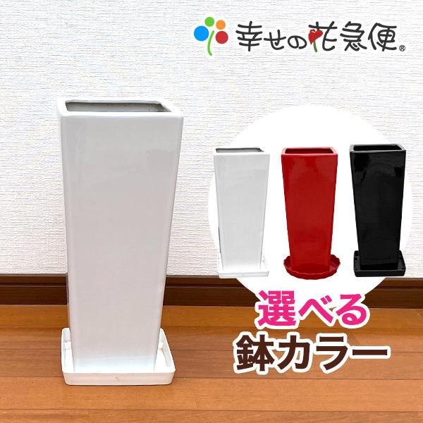 7号角陶器スリム鉢(白赤黒) A-538-7【用土別売】送料無料 観葉植物 植木鉢 植え替え