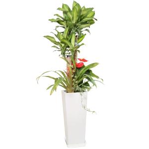 観葉植物 寄せ植え-8号高陶器-角鉢 (白黒)...の詳細画像2