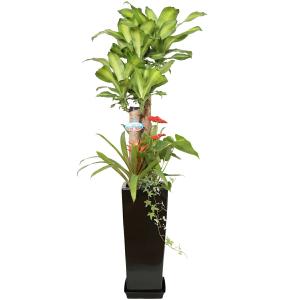 観葉植物 寄せ植え-8号高陶器-角鉢 (白黒)...の詳細画像3
