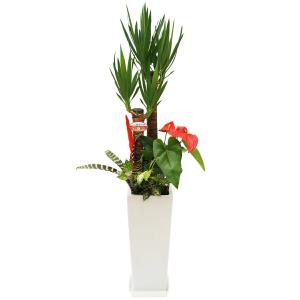 観葉植物 寄せ植え-8号高陶器-角鉢 (白黒)...の詳細画像4