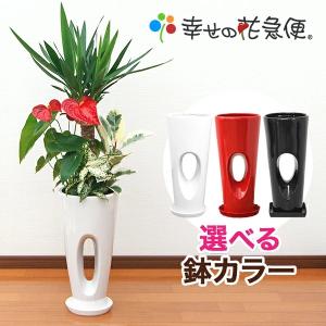 観葉植物 寄せ植え-7号穴高陶器鉢 人気 開店...の詳細画像1