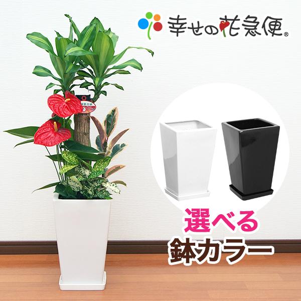 観葉植物 寄せ植え-7号陶器-角鉢 人気 新築祝い インテリア おすすめ