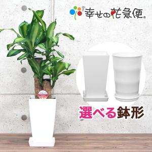 観葉植物 幸福の木6号プラスチック鉢 高さ約65cm｜hanakyubin