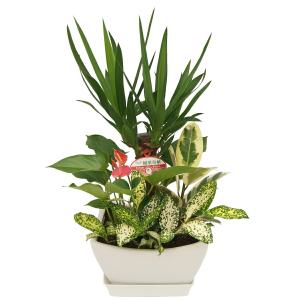 観葉植物 寄せ植え-7号浅陶器鉢 人気 ランキングの詳細画像4