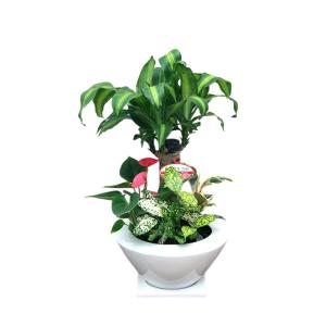 観葉植物 寄せ植え-7号浅陶器鉢 人気 ランキングの詳細画像3