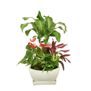 観葉植物 寄せ植え-7号浅陶器鉢 人気 ランキングの詳細画像2
