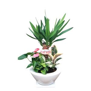 観葉植物 寄せ植え-7号浅陶器鉢 人気 ランキングの詳細画像5