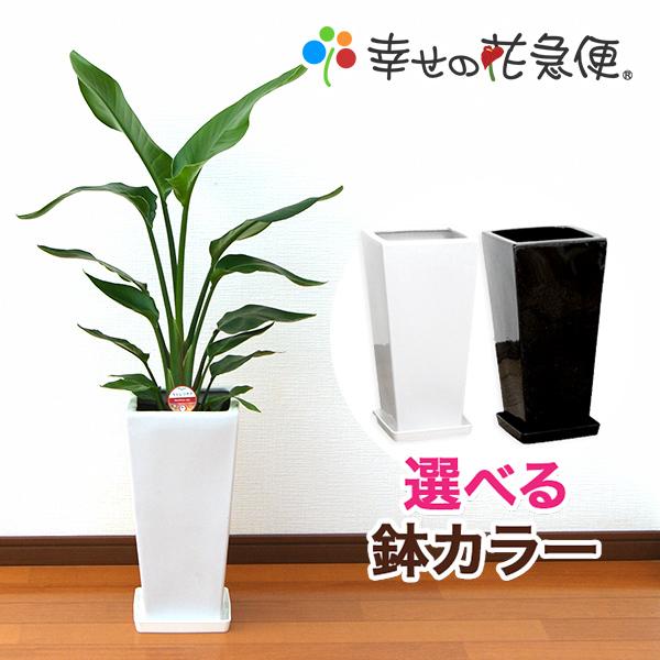 観葉植物 ストレリチア・オーガスタ 7号角高陶器鉢 おしゃれ