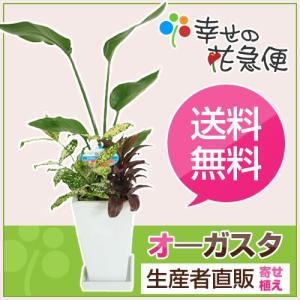 観葉植物 寄せ植え(オーガスタ)6号角陶器鉢 インテリア 人気ランキング