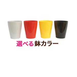 選べるミニ観葉植物 4鉢セット 送料無料の詳細画像2