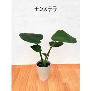 選べるミニ観葉植物 4鉢セット 送料無料の詳細画像5