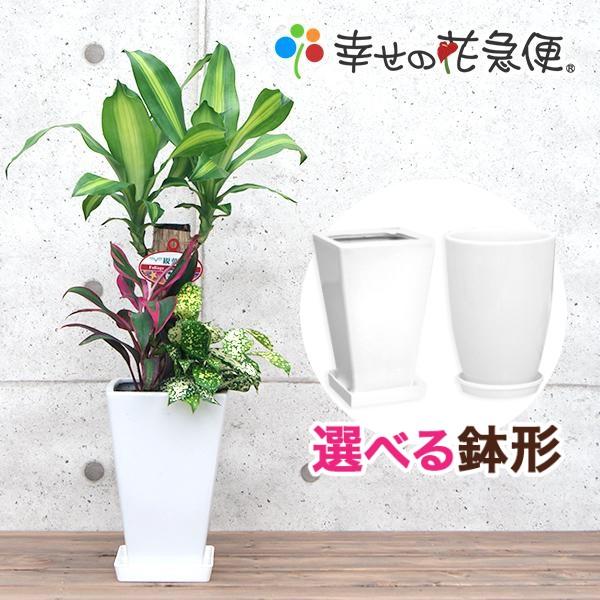 観葉植物 寄せ植え-6号陶器鉢-角丸 誕生日プレゼント インテリア 人気