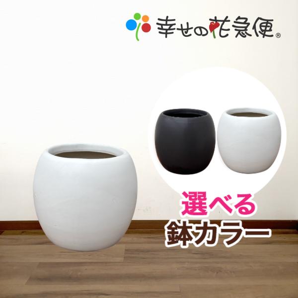 6号 陶器ボール鉢(鉢カバー/底穴なし) B960【用土別売】送料無料 観葉植物 植木鉢 植え替え