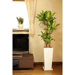 観葉植物 幸福の木8号高陶器鉢 高さ約130c...の詳細画像1