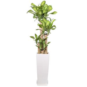 観葉植物 幸福の木8号高陶器鉢 高さ約130c...の詳細画像2